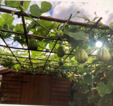 2 x Chayote Plant / Seed 