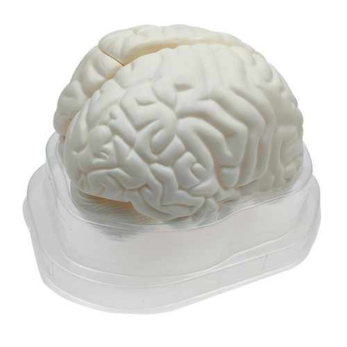 Human brain model - human, life