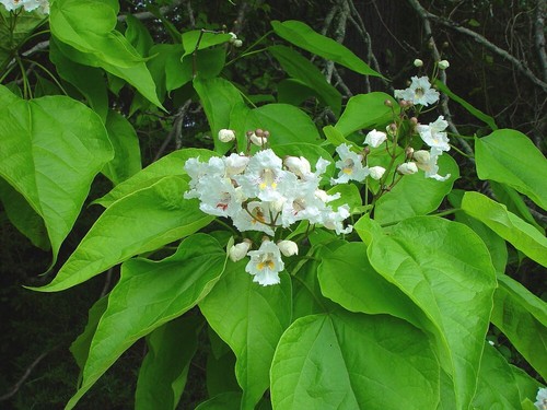 Catalpa speciosa x - speciosa,