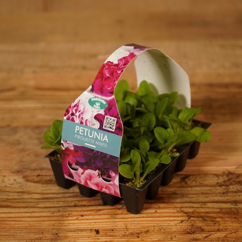 Plug plants petunia pirouette - plug,