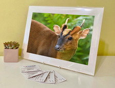 Art Print Image Picture Photo Photography - Muntjac Deer Buck Doe Animal