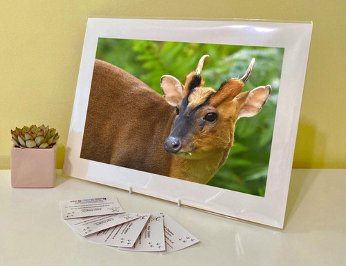 Art print image picture - image, photo