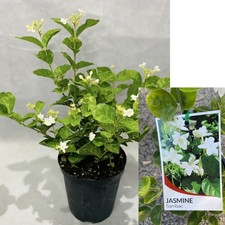 Fragrant Jasmine Sambac plant - Arabian Nights Jasmine, Jasminum Sambac in 12cmp