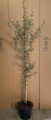 Large olea europaea - large,
