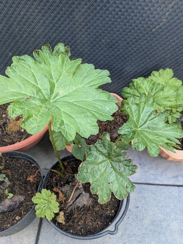 Darmera peltata known the - as,