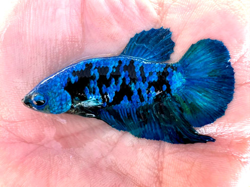 Betta avatar hmpk - avatar, usa