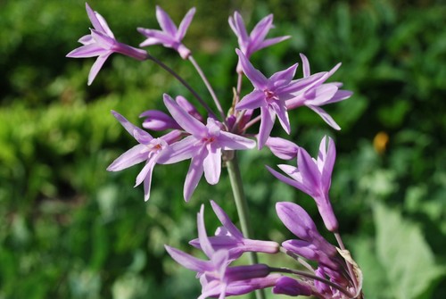 Tulbaghia silverlace - tulbaghia, ‘silverlace’