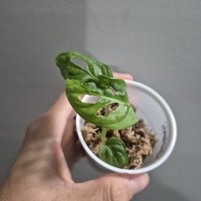 Monstera Adansonii - Monstera