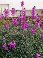 Pack x6 Erysimum 'Bowles