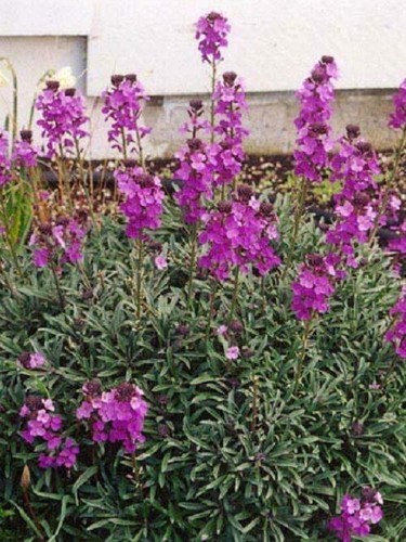 Pack erysimum bowles - pack, 'bowles