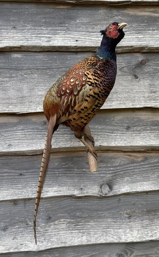 Cock pheasant phasianus - (,