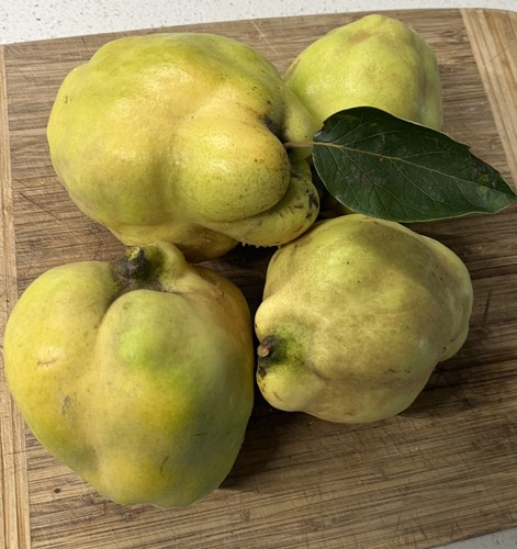 Fresh quince fruit straight - fresh,