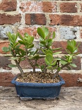 Crassula ovata jade money - crassula,