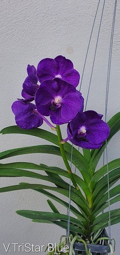 Rare vanda tristar blue - vanda,