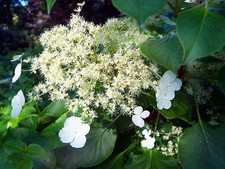 Hydrangea petiolaris climbing