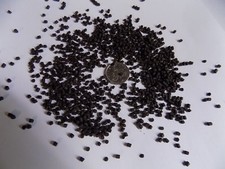 Catfish Pleco Cichlid Plec