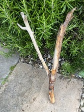 44cm FORKED DRIFTWOOD Sea Wood