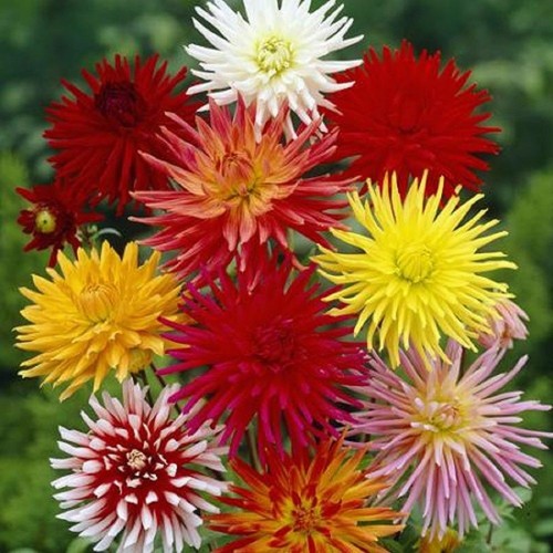 Dahlia cactus flowered mix - flowered,