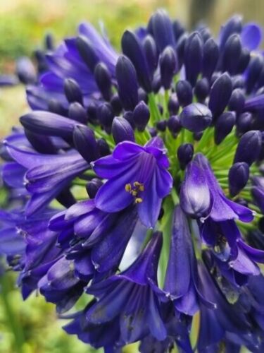 Agapanthus midnight sky inky - agapanthus,