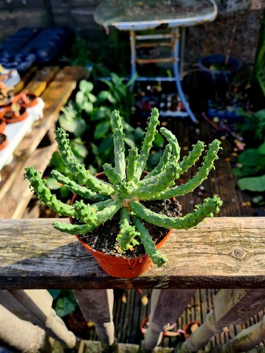 Euphorbia inermis medusa - inermis, |