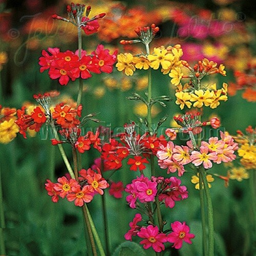 Candelabra primroses primula - /,