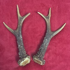 PAIR OF ROE DEER ANTLERS 