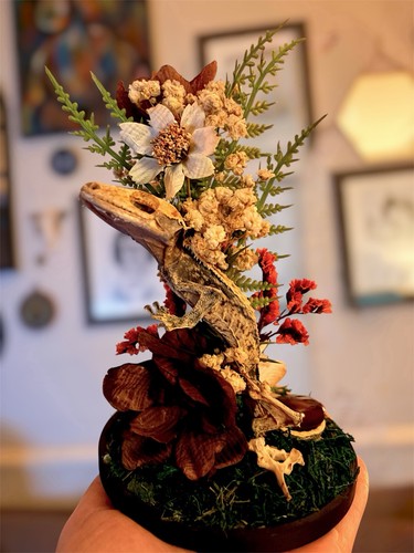 Mummified lizard gecko display - mummified,
