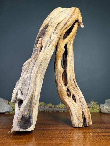 Manzanita driftwood - 16”,