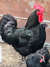 10+2 Black Australorp Hatching Eggs Chicken 12 pure