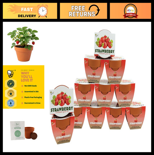 Alpine strawberry grow kit - alpine,