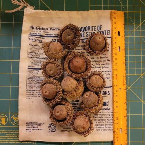 From the ozarks huge - 11, dried