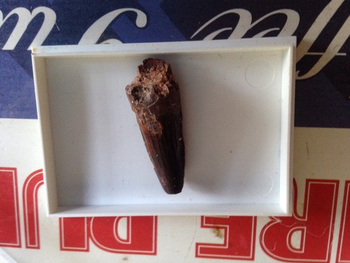 Dinosaur fossil tooth - dinosaur,