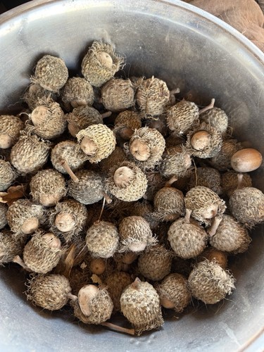 Burr oak acorns - burr, with