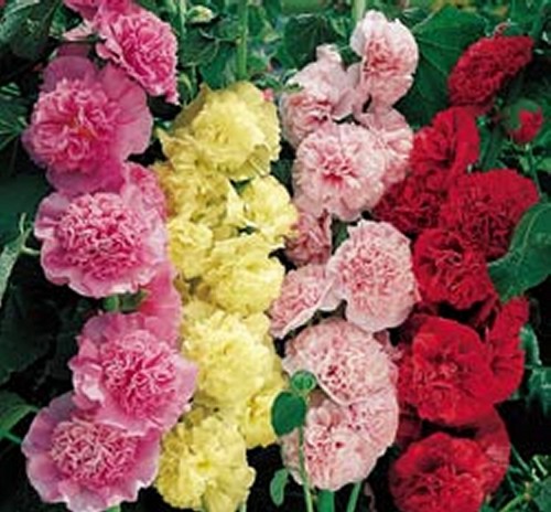 Double hollyhocks summer - double,
