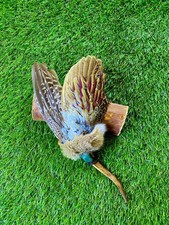 Pheasant Wing Smudge Feather