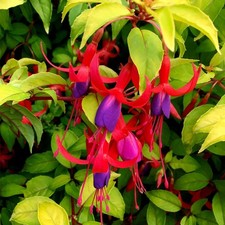 Fuchsia genii plug plants red