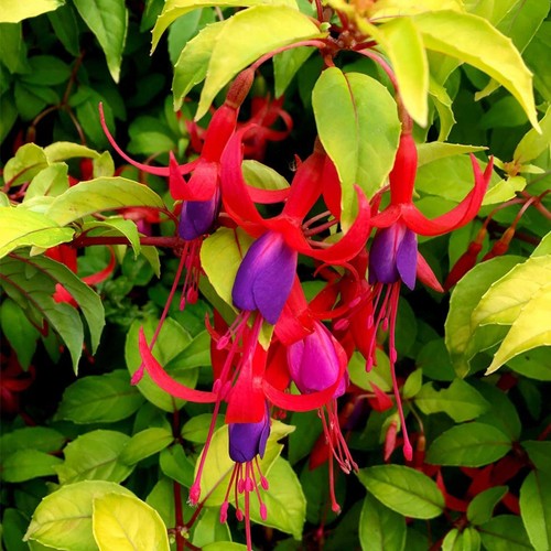 Fuchsia genii plug - , plants