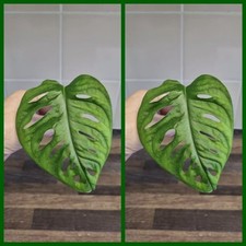 2x Monstera adansonii Cutting Swiss Cheese/Monkey mask plant House Plant cutting