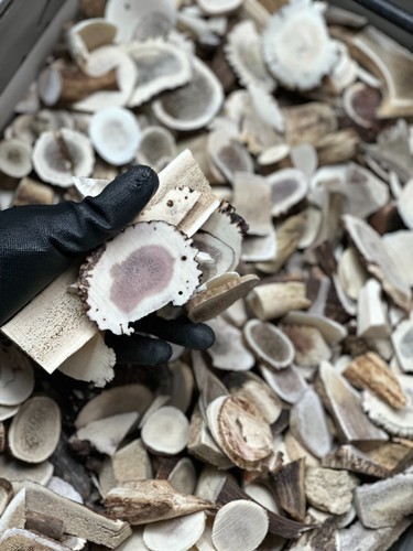 10kg large deer antler - deer,