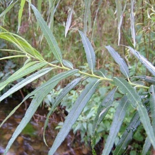 250 fast growing salix - 250,