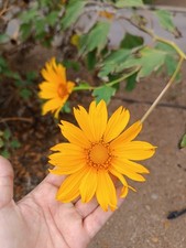 Tithonia Sunflower Aztec 400