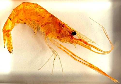 44mm real shrimp - 44mm, in