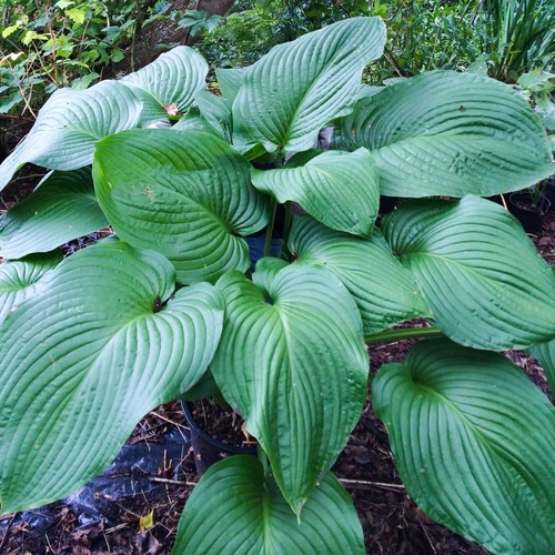 Hosta rex giant leaf - hosta,