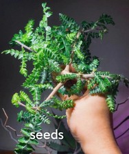 Boswellia neglecta S eeds 30PCS