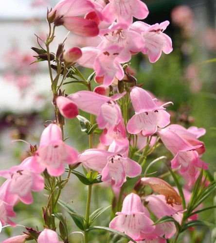Penstemon apple blossom ex - 'apple, ,