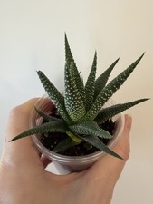 Haworthia Fasciata (Zebra