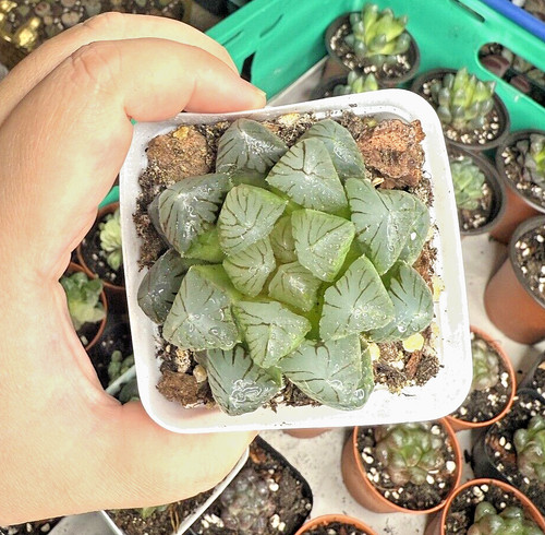 Haworthia cooperi tender - haworthia,