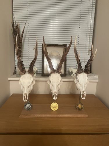 Bespoke triple roe muntjac - triple, roe/muntjac