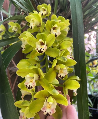 Cymbidium dame catherine - cymbidium,