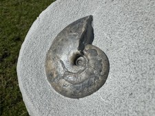 Tragophylloceras Fossil
